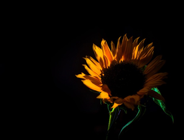 Day 128 - Sunflower